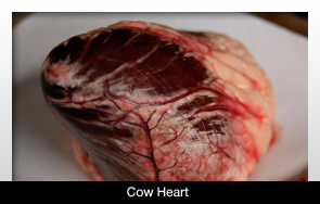 Cow Heart Tissue Could Limit Tooth Sensitivity