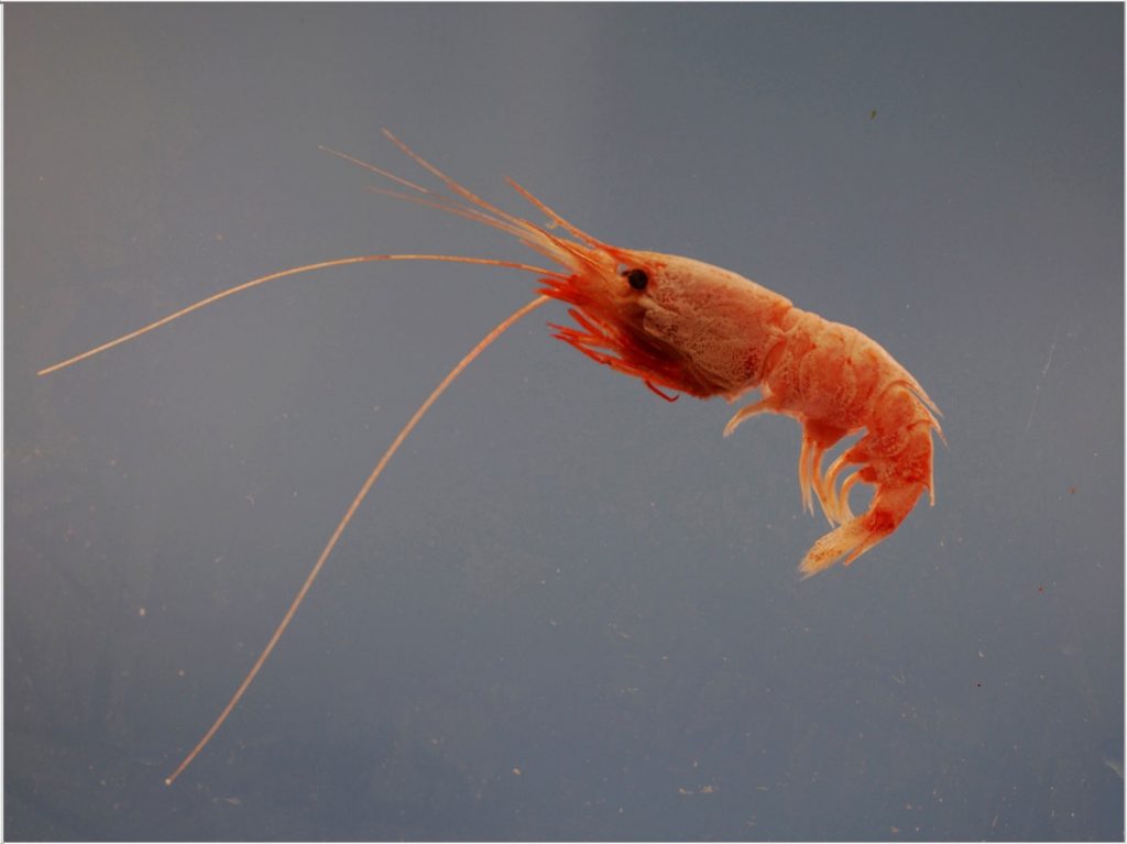 Shrimp Used for Better Bioluminescent Cancer Imaging - Dentistry Today