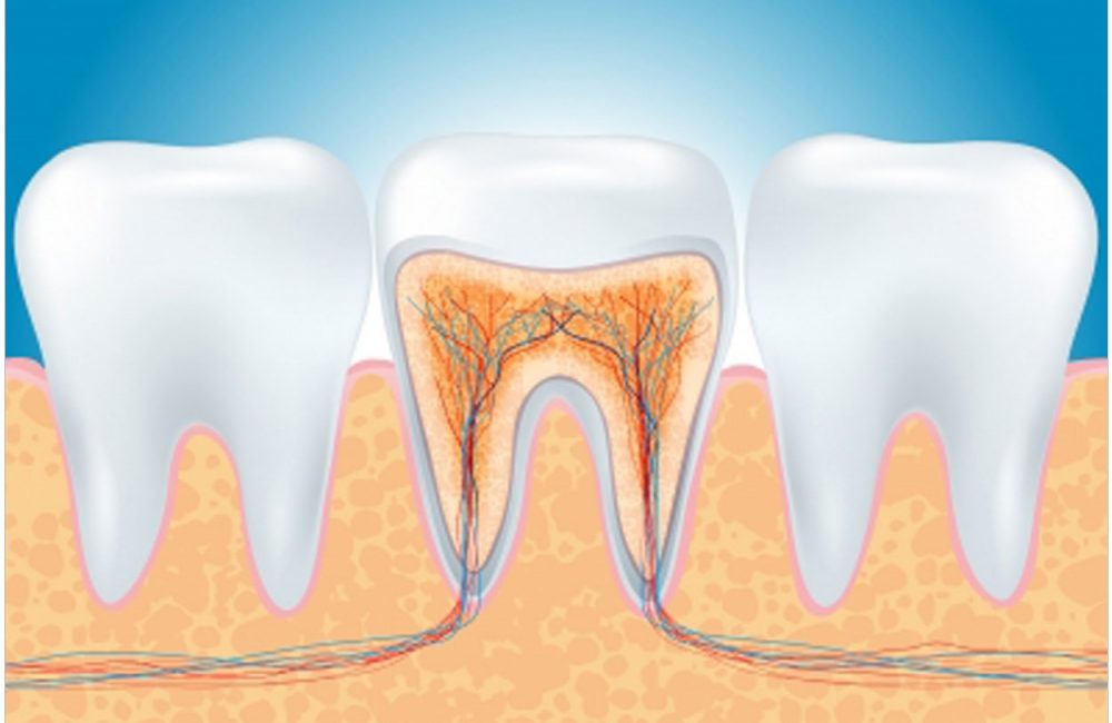 Calcium’s Path to Enamel Formation Mapped Out - Dentistry Today