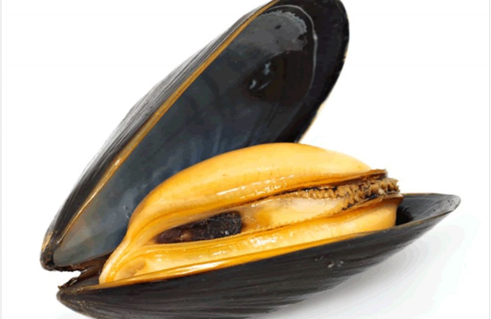 Researchers Use a Little Mussel to Improve Implant Performance ...