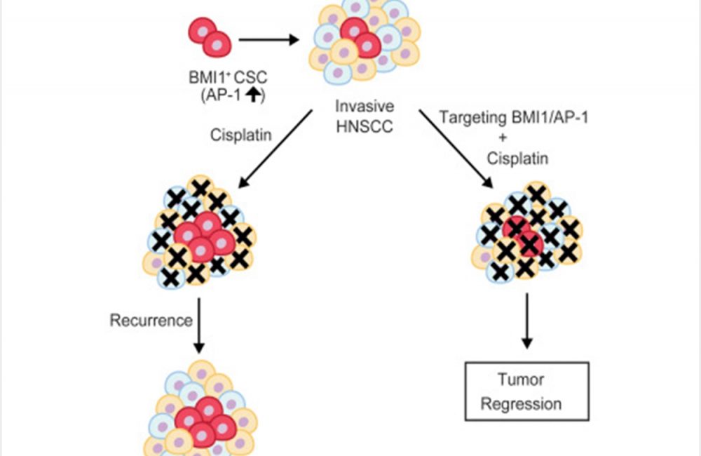 Targeting Cancer Stem Cells Improves Treatment And Prevents Metastasis ...