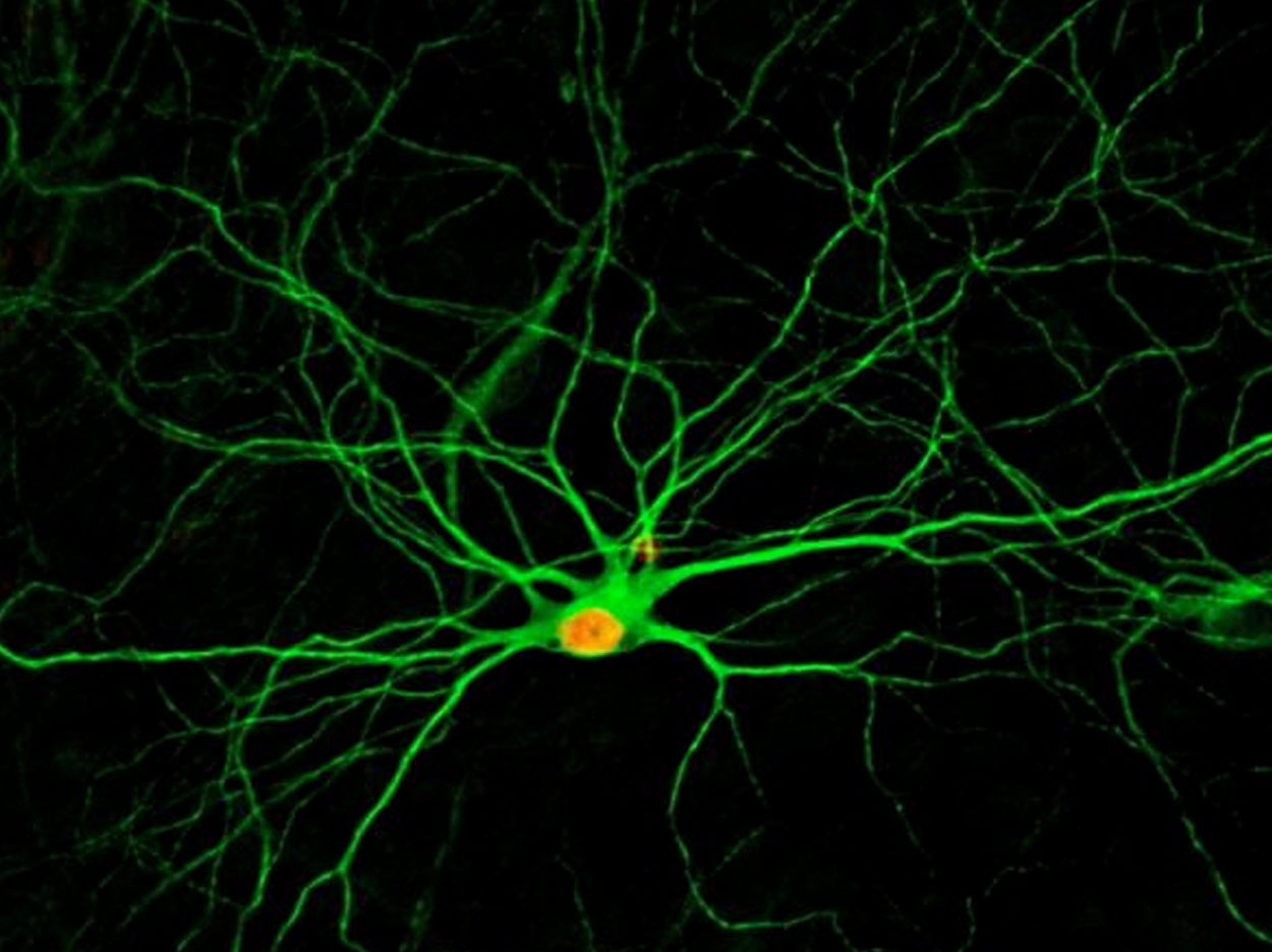 Credit: Gong Chen Lab, Penn State