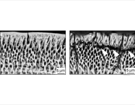 Reprinted with permission from Eckstein et al., Sci. Signal. 12, eaav4663 (2019).