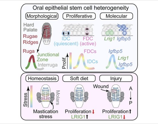 Photo courtesy of Cell Stem Cell.