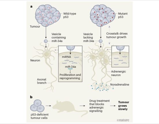 Graphic courtesy of Nature.