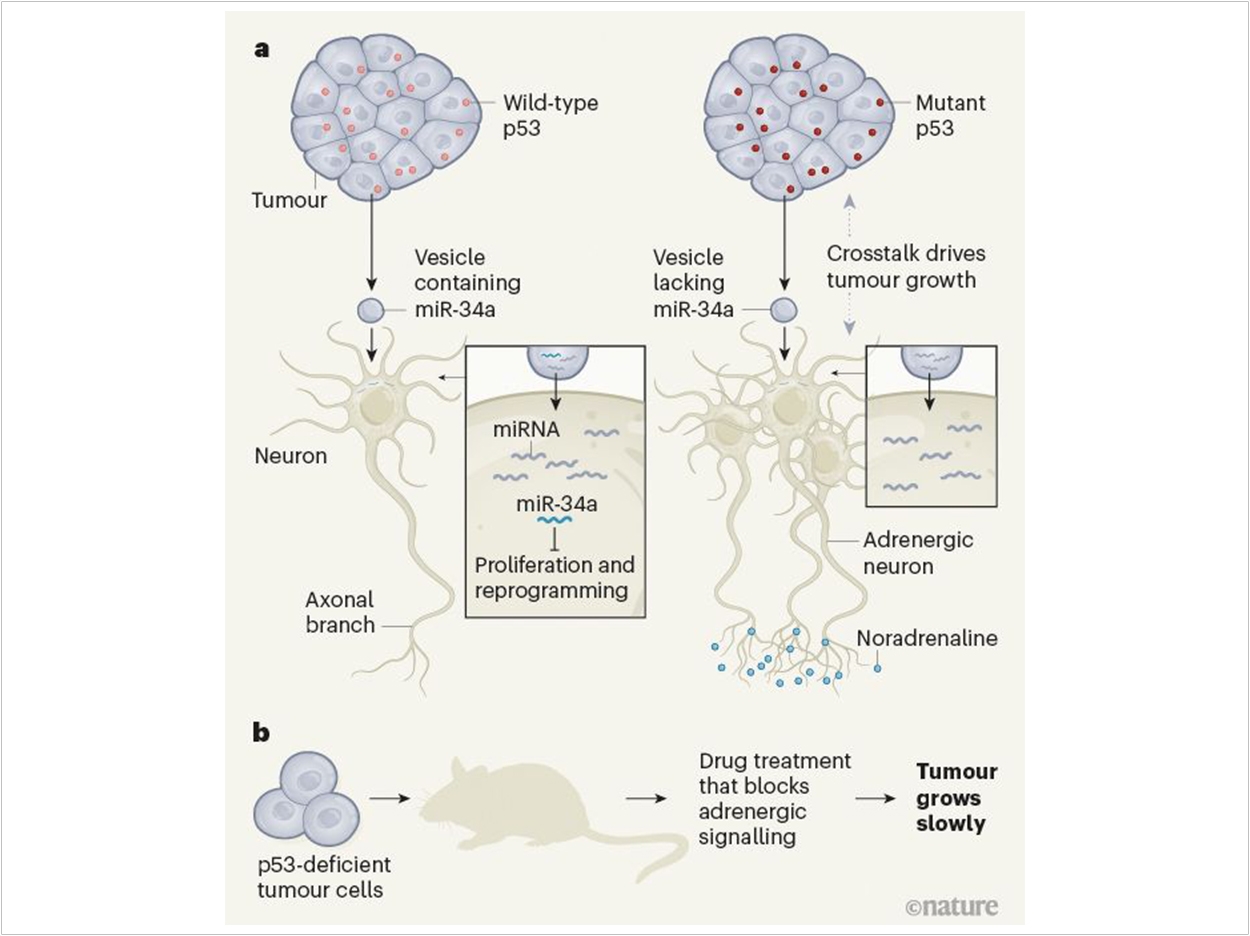 Graphic courtesy of Nature. 