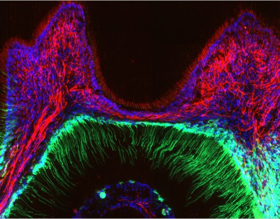 L. Bernal et al./Science Advances 2021