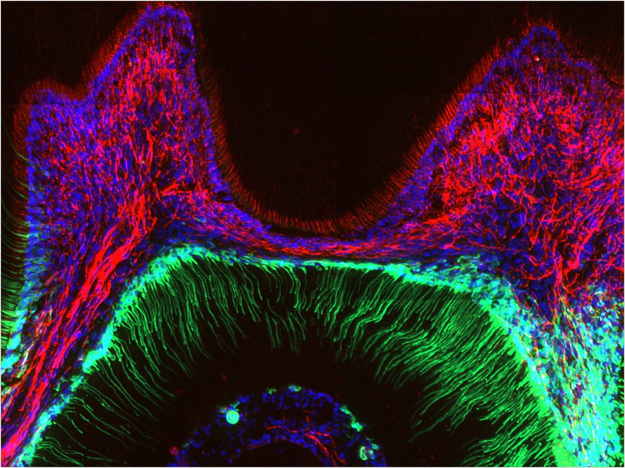 L. Bernal et al./Science Advances 2021